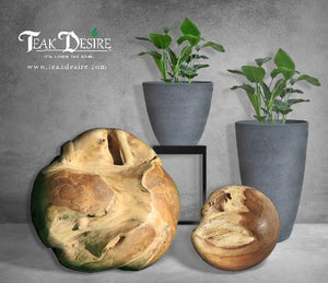 Teak Root Ball