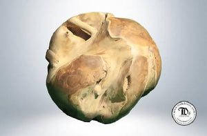 Teak Root Ball